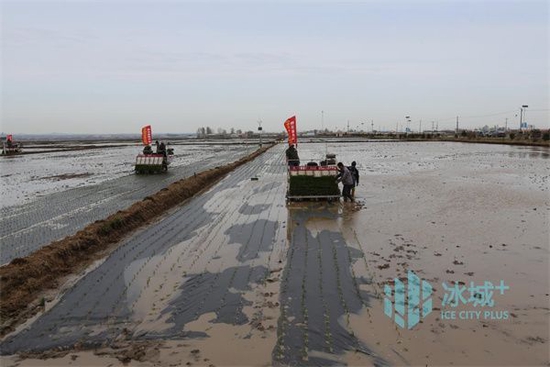 黑龙江:旱田农作物已播8705.8万亩_新浪黑龙江_新浪网
