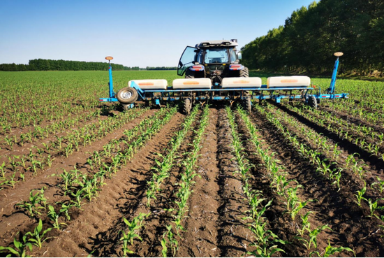 七星分公司开展玉米追肥作业