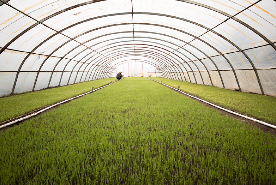 水稻育秧大棚