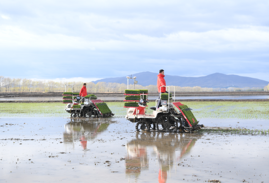 图为北大荒股份勤得利分公司第五管理区无人驾驶插秧机插秧作业.