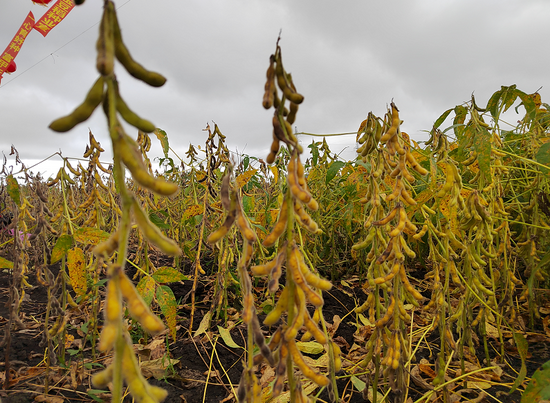 第四届中国大豆种业高峰论坛暨大豆良种地展博览会在五大连池市开幕