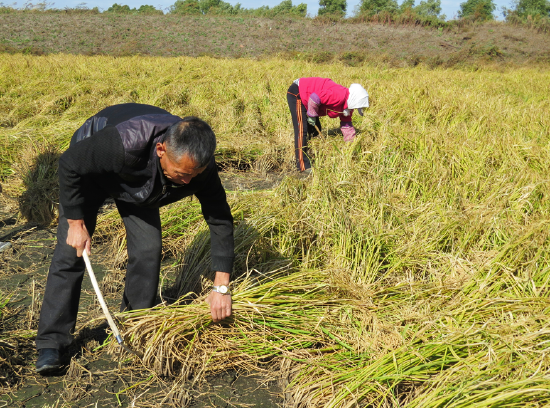 五常大米情缘 张玉河的"善"与"道"