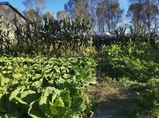 齐齐哈尔市碾子山区“三打造”庭院经济初见成效