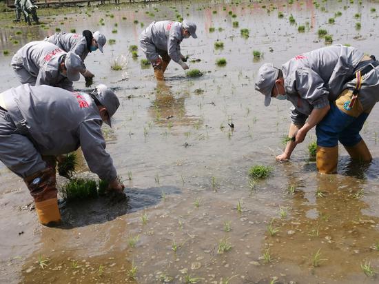 直播互动"云插秧" 稻米文化永流长 乔府大院第五届插秧节华彩启幕
