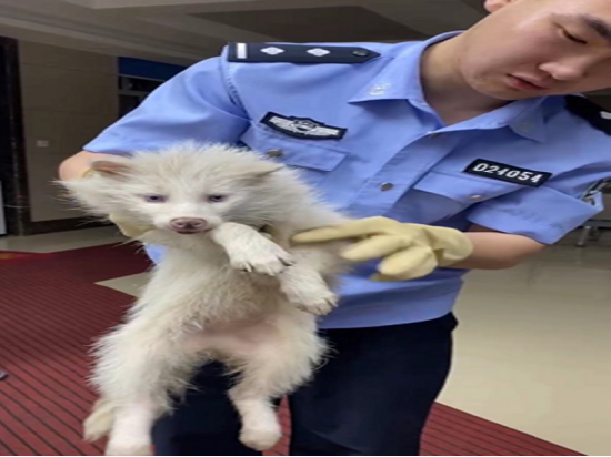 哈尔滨市公安局呼兰分局成功救助一只国家二级保护动物