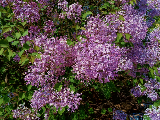 黑河小学副校长韩冰表示,评选市树,市花,市歌,市标