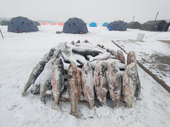 “尔滨”玩冰雪，双城过大年，双城区满族美食文化节即将在农历腊八启幕