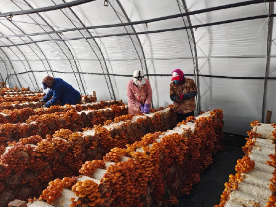 领航中国|汤原县北靠山村:昔日贫困山村 今日旅游热站