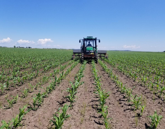 北大荒农业股份庆丰分公司玉米追肥中耕促高产_新浪黑龙江_新浪网
