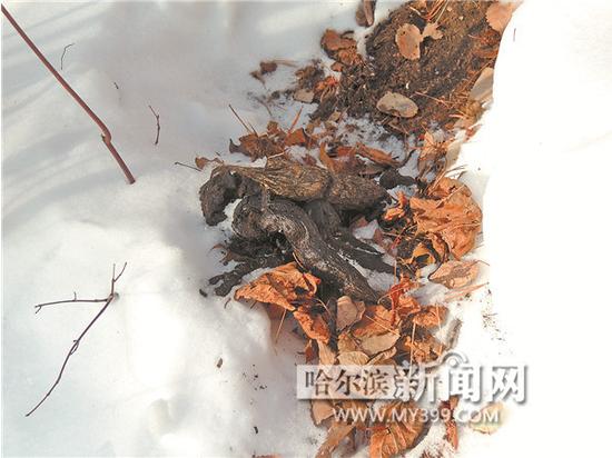 还原现场野猪老虎曾殊死搏斗