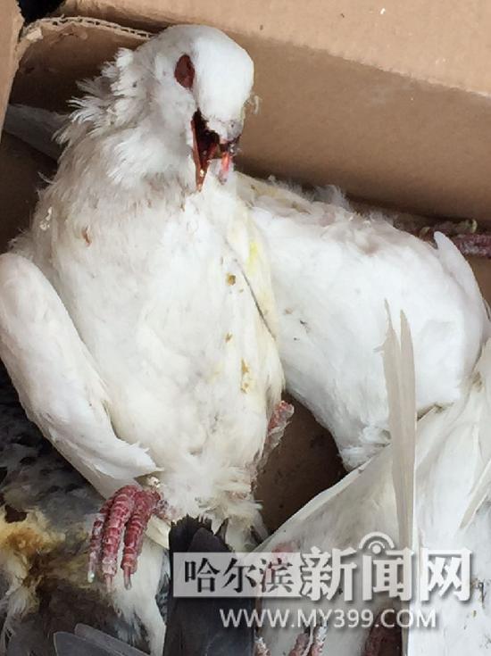 死亡的广场鸽