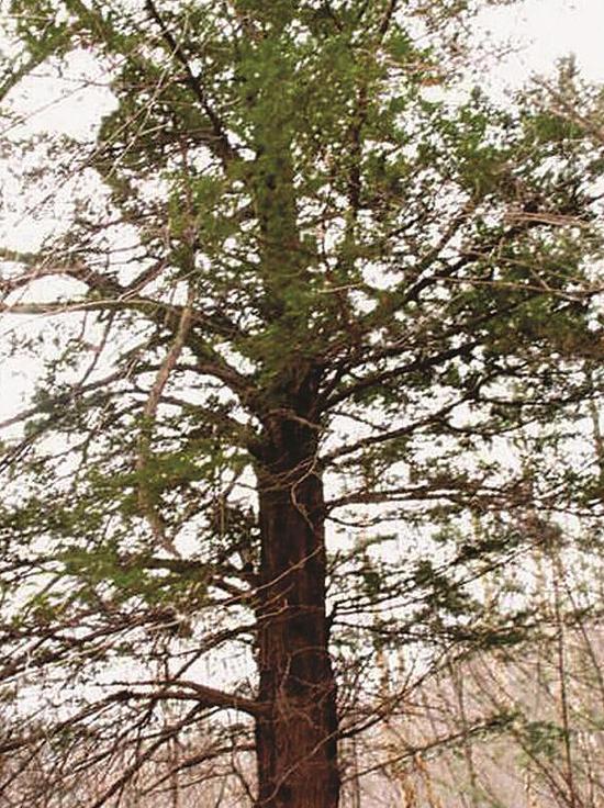 黄菠萝黄菠萝黄菠萝:"木中之王"全身是宝背景介绍