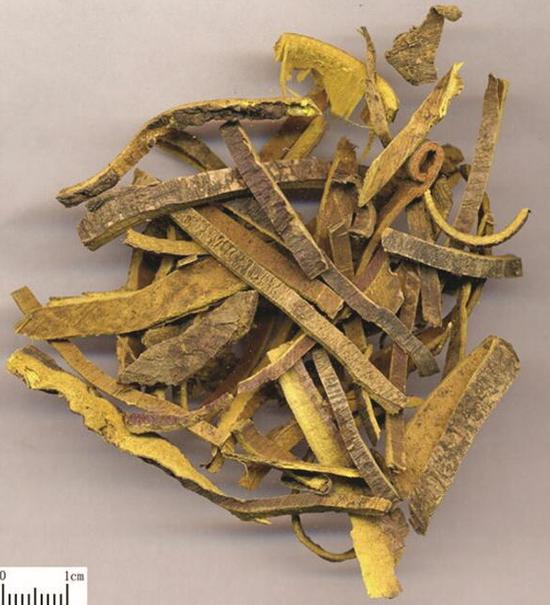 黄菠萝:"木中之王"全身是宝