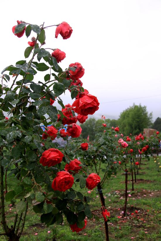 通河县寒地玫瑰绽放飘香