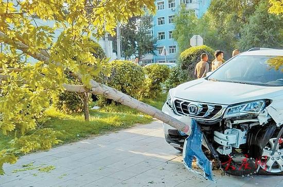 大庆女驾驶员为躲避公交撞倒小树 车头严重受损