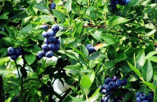 第七届国际蓝莓节在加格达奇举办