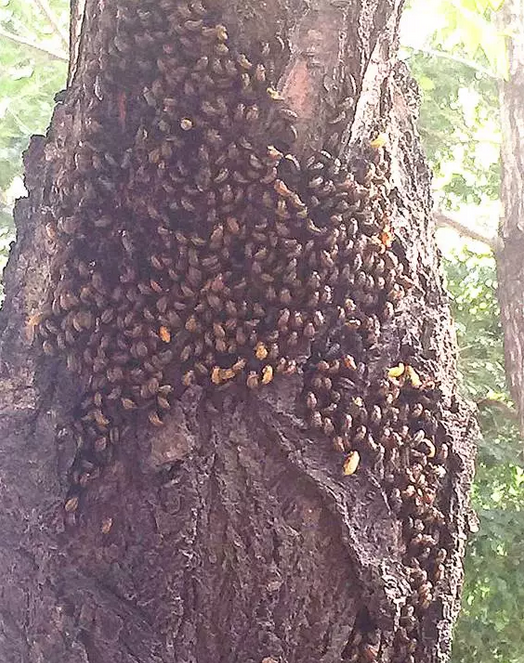 哈市南通大街公交站榆树现虫巢令人起鸡皮疙瘩