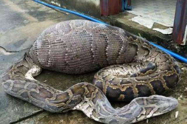 蟒蛇吞比自己重20斤山羊被撑死 肚子鼓成皮球