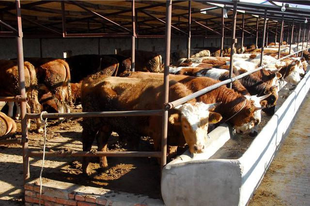 齐齐哈尔市龙江县瞄准肉牛产业助推贫困户持续增收