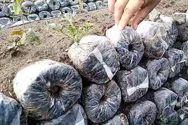 秸秆堆里种蘑菇,已通过评价将大力推广