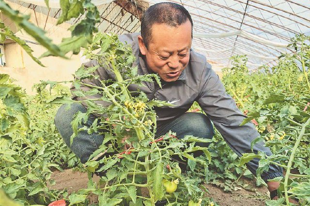 于云松在大棚里除草。黑龙江日报记者 张雪地