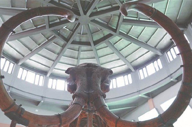 青冈县第四纪古生物化石博物馆建成投用