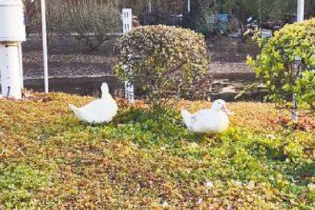 體育公園多數候鳥飛南飛，綠頭鴨成“顯眼包”候鳥“大花”或