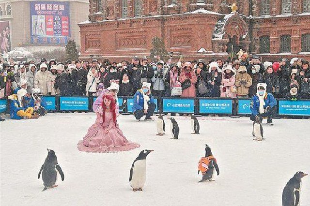 亚布力开滑、雪乡开园、淘学企鹅开启巡游…… 龙江冰雪旅游