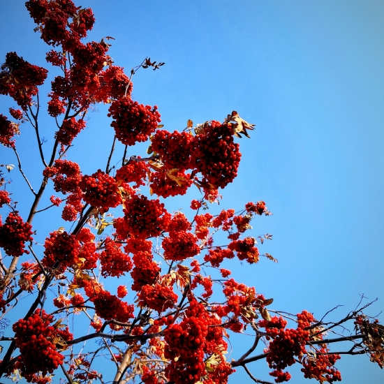 黑河小学副校长韩冰表示,评选市树,市花,市歌,市标