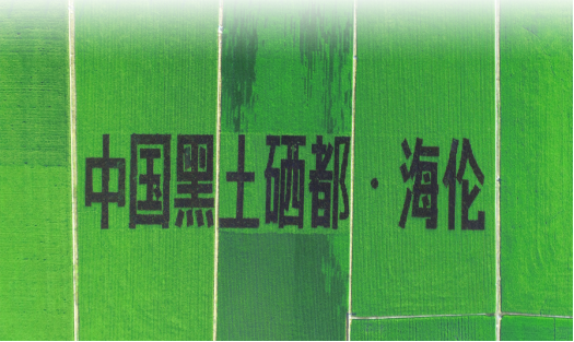 绥化好粮油6月21日走进湛江海伦市携粮农企业现场助力