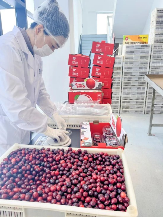 黑龙江蔓越莓搜索量激增958%！网友：“帮本地人尝尝鲜”……
