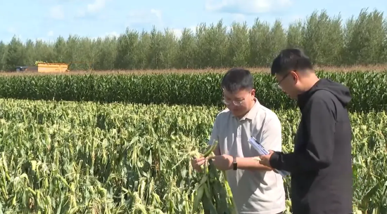 齐齐哈尔依安县：延伸鲜食玉米产业链 撬动县域经济快发展