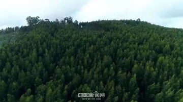 黑龙江哈尔滨丹清河林场入选国有林场森林碳汇试点