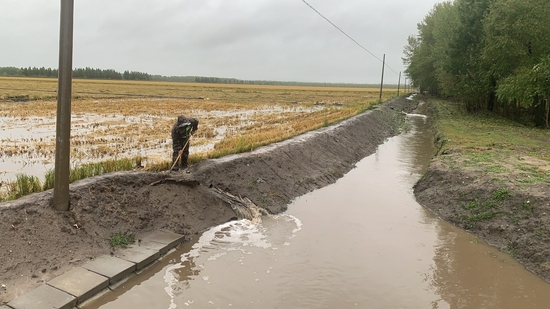 区积极组织干部人员,种植户20余人抢抓时间,通过水泵抽水,水车排涝