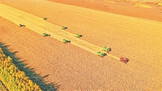 黑龙江省粮食生产喜获十八连丰总产有望再创历史新高