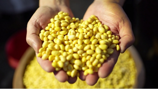 金源沃野街镇优品平山镇豆腐第一镇的致富经