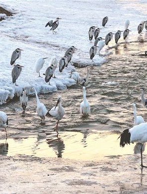 挠力河自然保护区迎来首批候鸟