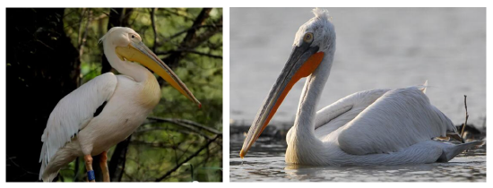印象中的鹈鹕,大家都是在动画片或纪录片中才能看到,在现实生活中很难