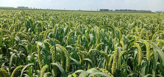 金源沃土街镇优品杨树街道叫响杨树小米特色品牌助力产业发展乡村振兴