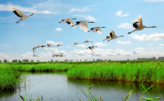 齐齐哈尔扎龙国家级自然保护区