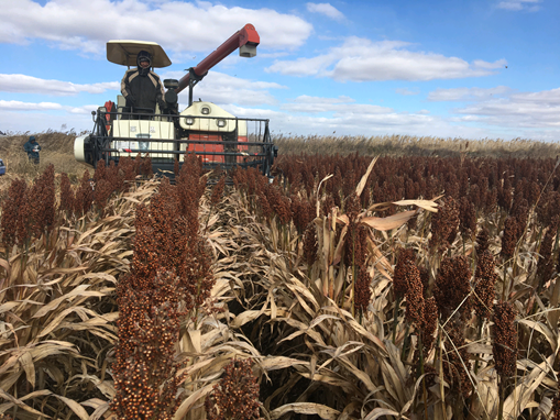 北大荒农业股份庆丰分公司红高粱映红致富路