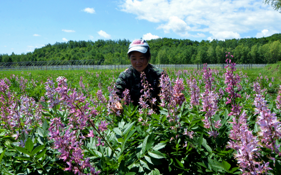 图为北大荒股份勤得利分公司中草药种植基地的45亩中草药白鲜皮花儿