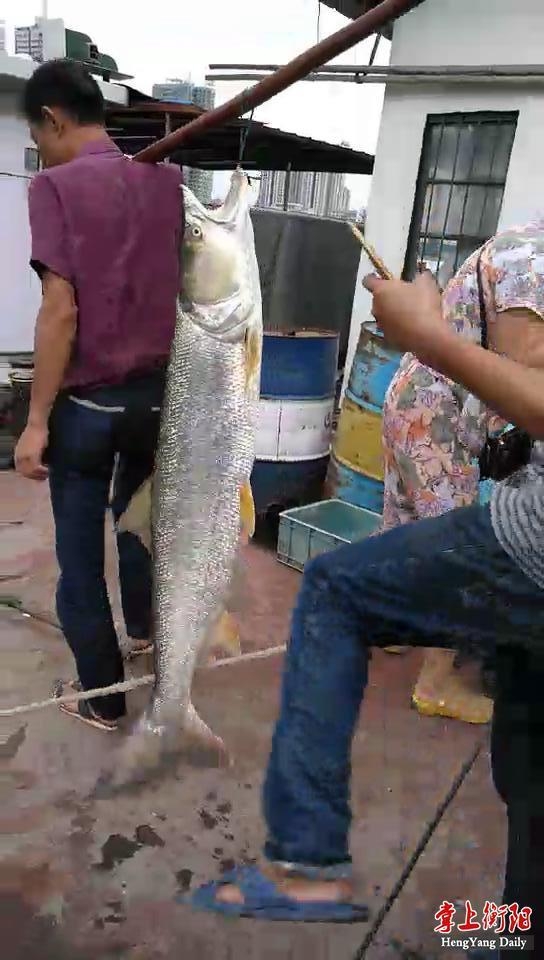 衡阳两男子征服"大鱼王" 捞上60斤重鳡鱼