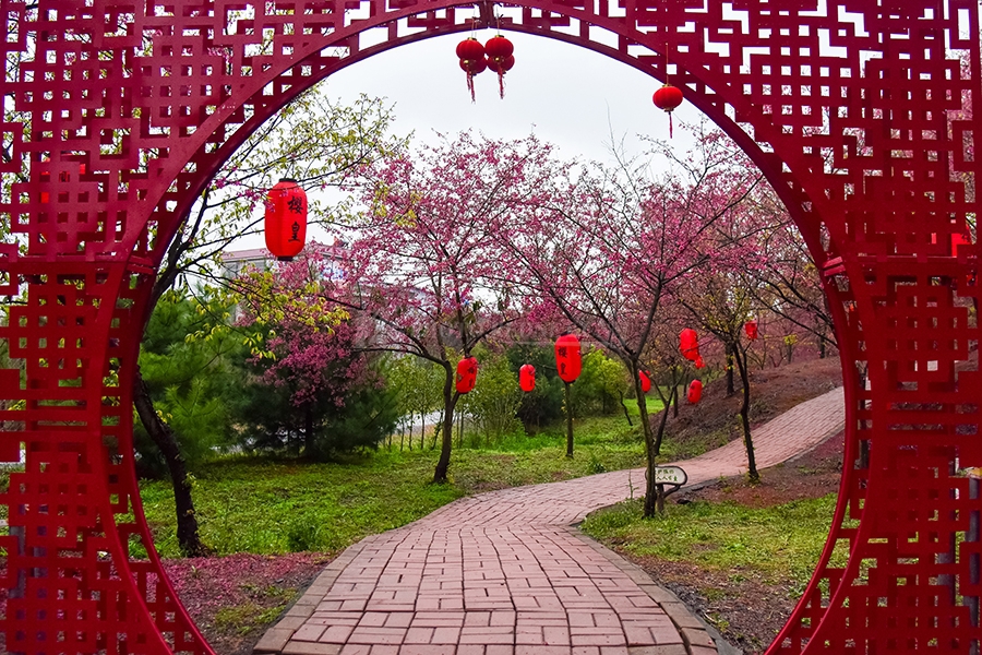 桂阳:樱花绽放 铺成浪漫"花路"