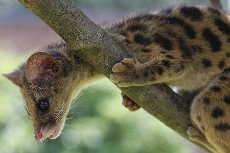 郴州一斑林狸跑进饭店 店主捕获后放生