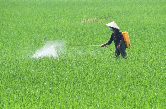 (8月18日,江永县潇浦镇江丰村,农民在晚稻田间打药.