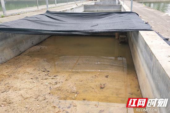 两只从岳阳接到省水管所的山瑞鳖暂时的“新家”。