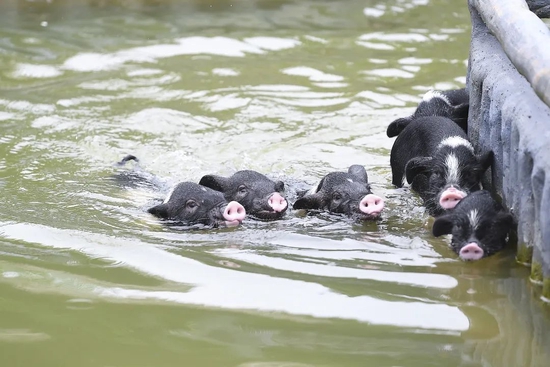 (7月19日,宁乡市湘都生态农庄,小花猪在游泳.