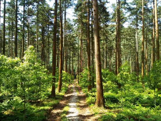位于湖南省株洲市攸县黄丰桥林场的碳汇林