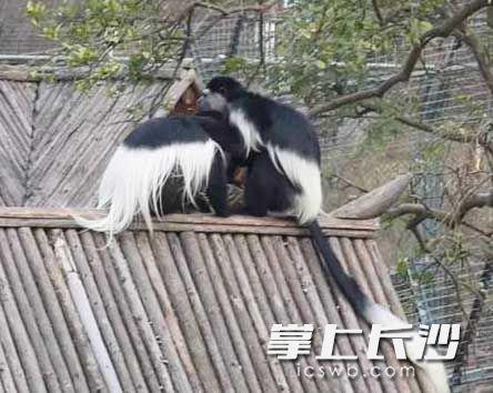 谈情说爱繁衍后代 长沙动物园的春天好热闹